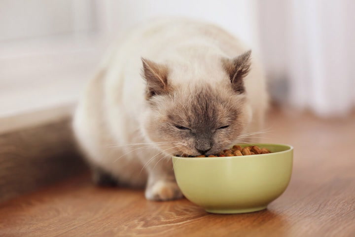 check out the best high fiber cat food