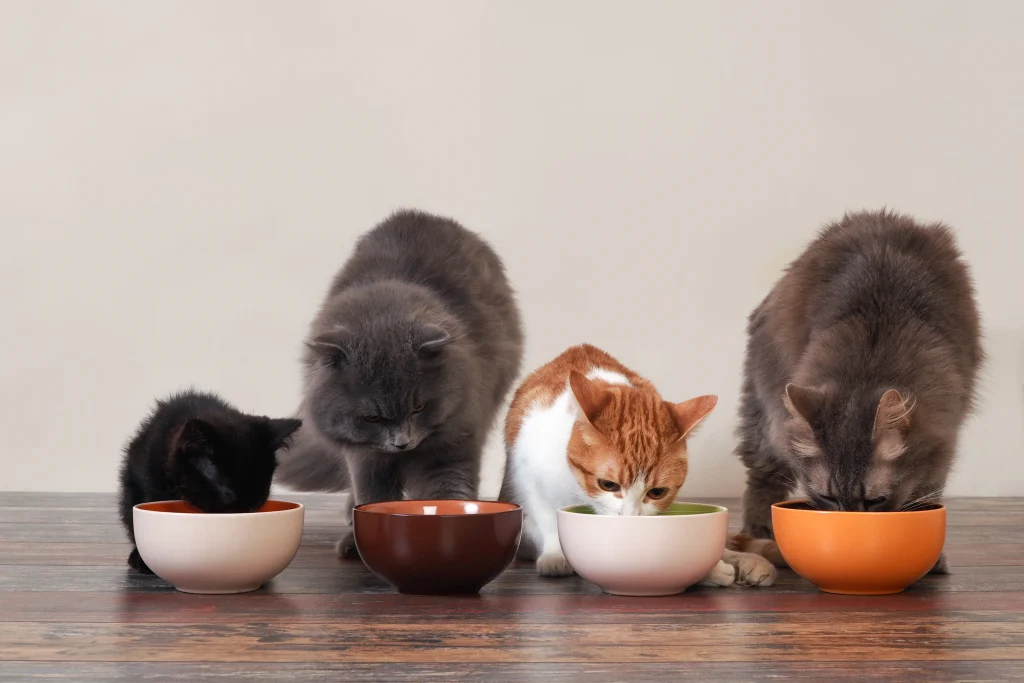 How Often Should You Feed Your Cat High Fiber Food?