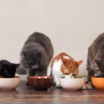 How Often Should You Feed Your Cat High Fiber Food?