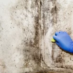 Mold Management and Moisture Meters: Perfecting Moisture Tracking